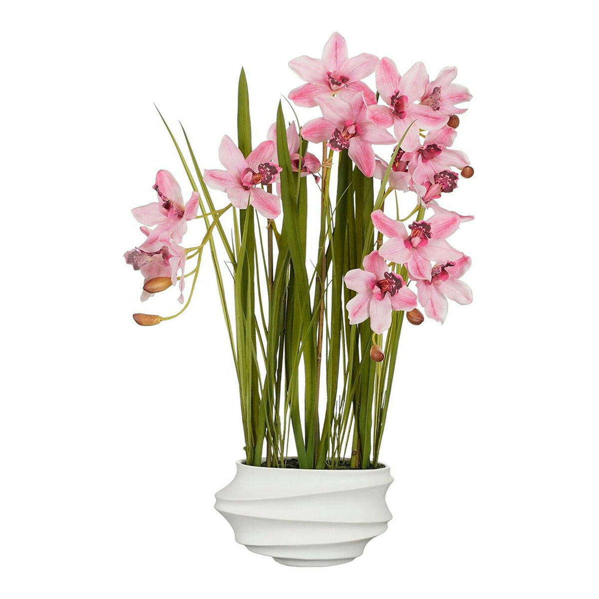 Planta Decorativa