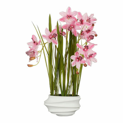 Planta Decorativa