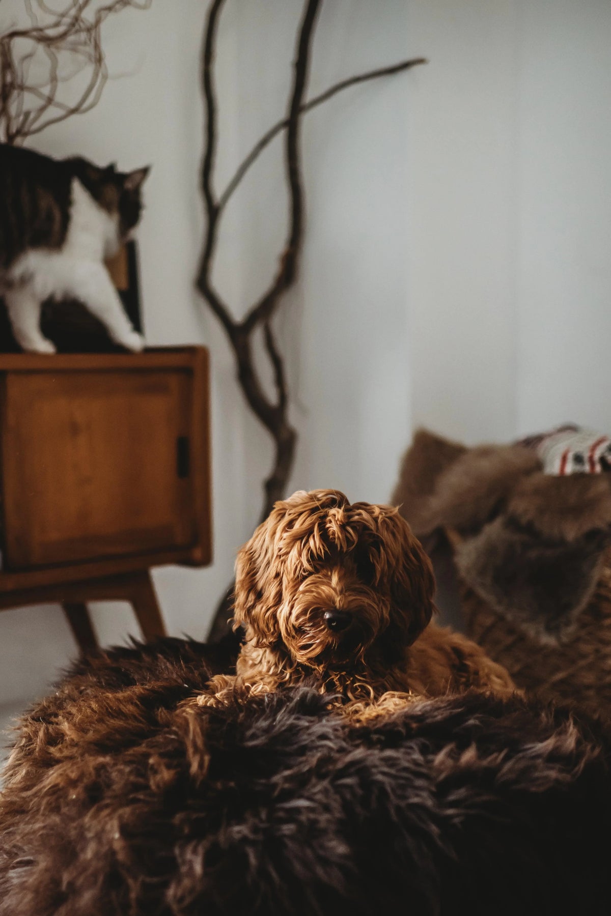 Oval Natural Sheepskin Pet Bed - Chocolate Brown-3