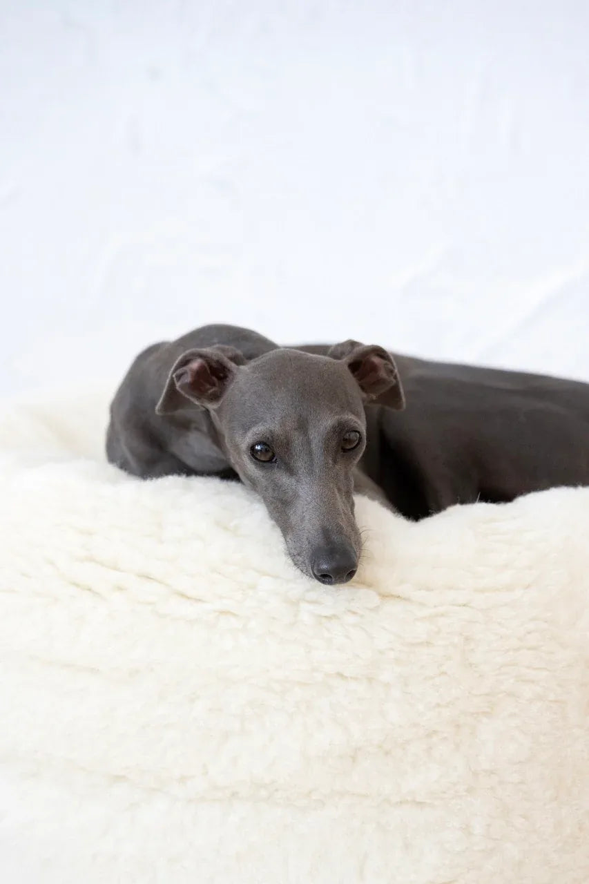Oval Natural Wool Pet Bed - White-1